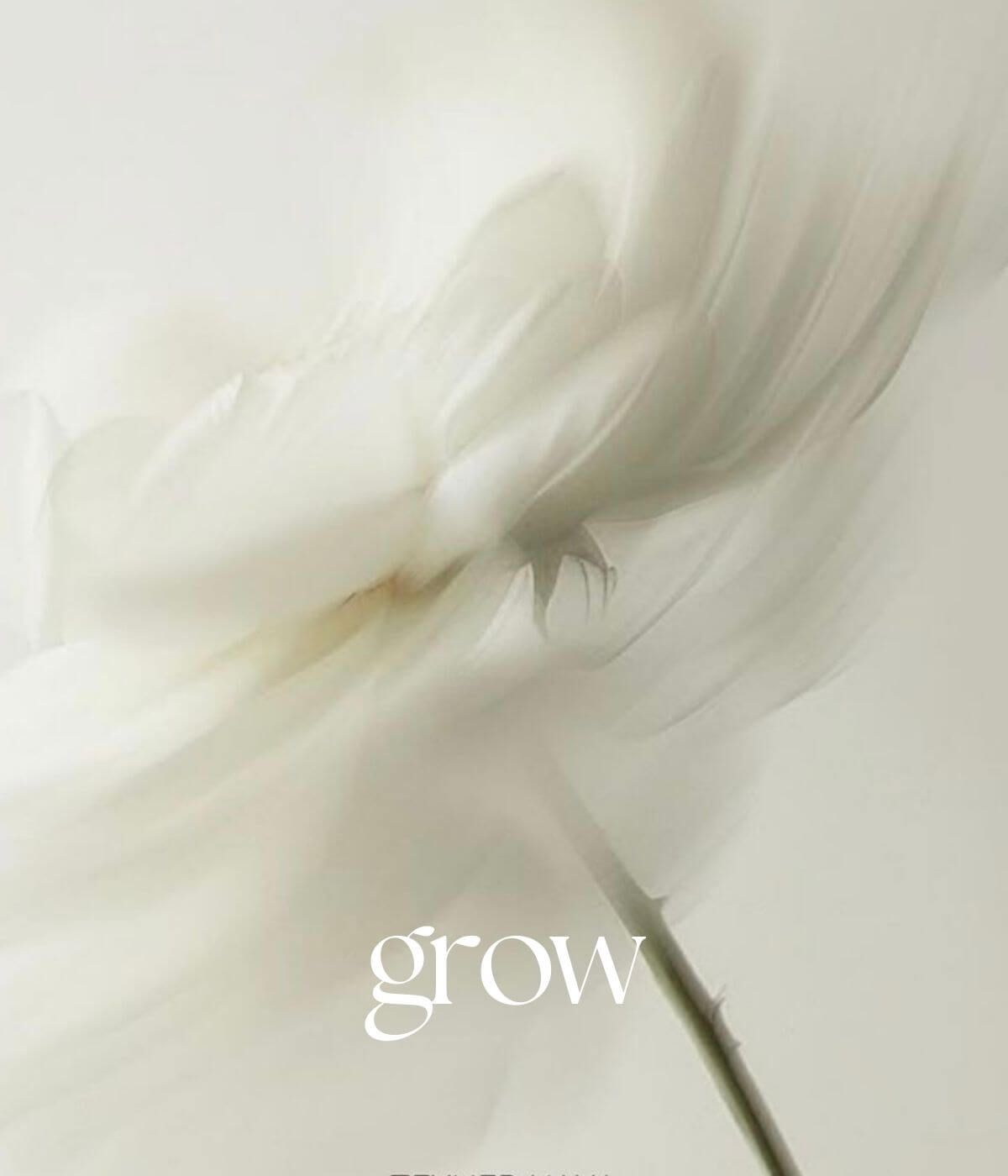 grow – eine weiße Blüte in Bewegung
