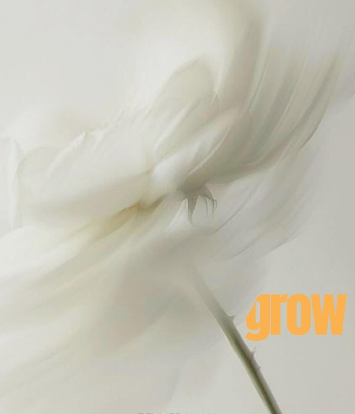 grow – eine weiße Blüte in Bewegung